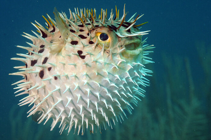 Blowfish