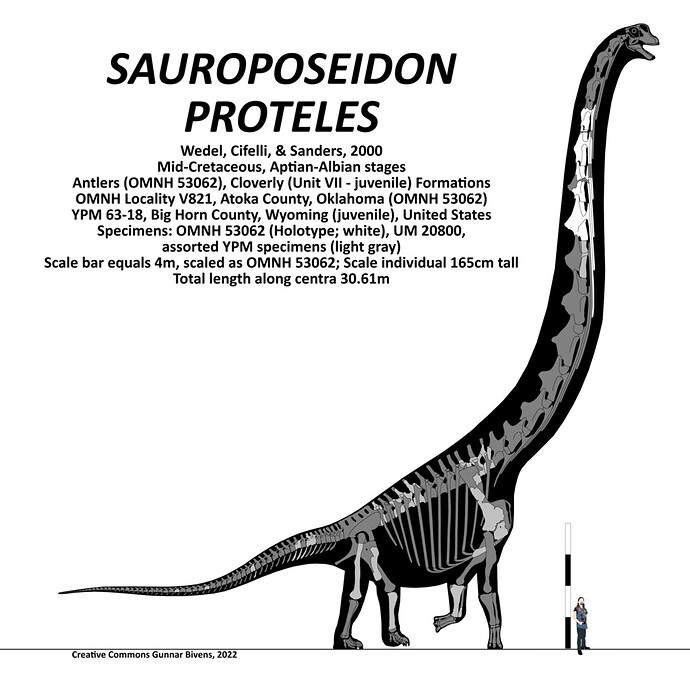 Sauroposeidon_proteles_Skeletal