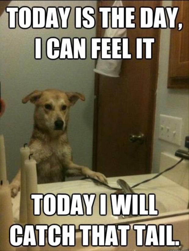 Today-I-Will-Catch-Tahat-Tail-Funny-Dog-Meme