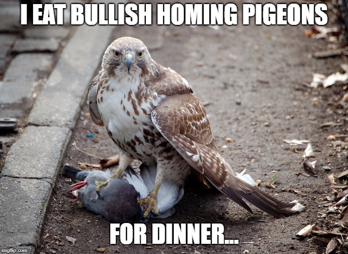 Pigeon_Hawk
