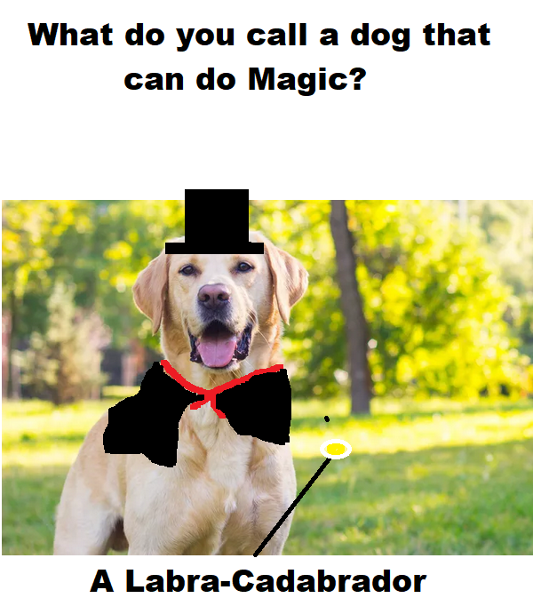 Screenshot 2023-05-28 at 23-20-24 The Labrador Retriever Is the Most Popular Dog in America for the 31st Year in a Row