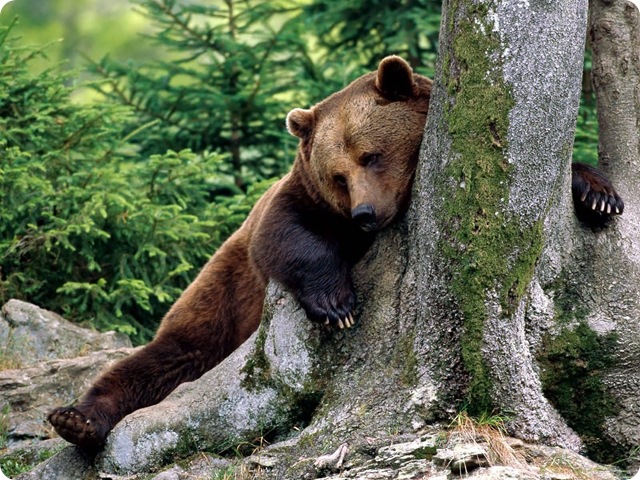rest_stop_brown_bear