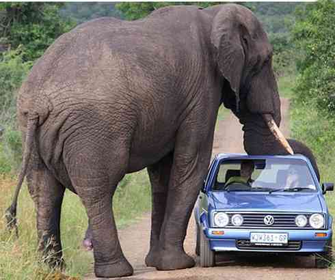 The-Largest-Elephant-Ever-Recorded2