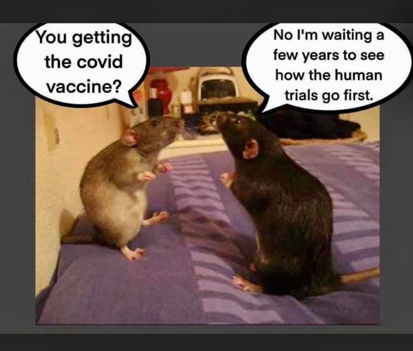 rat