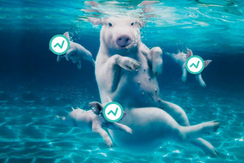 and-pigs-swim