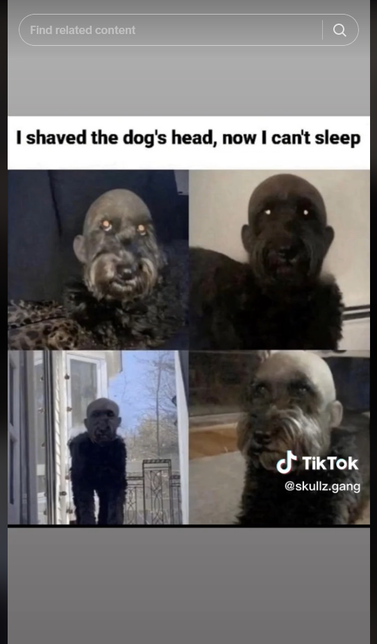 Screenshot 2023-08-04 at 16-20-53 Shaved my dogs head and now i cant sleep｜TikTok Search