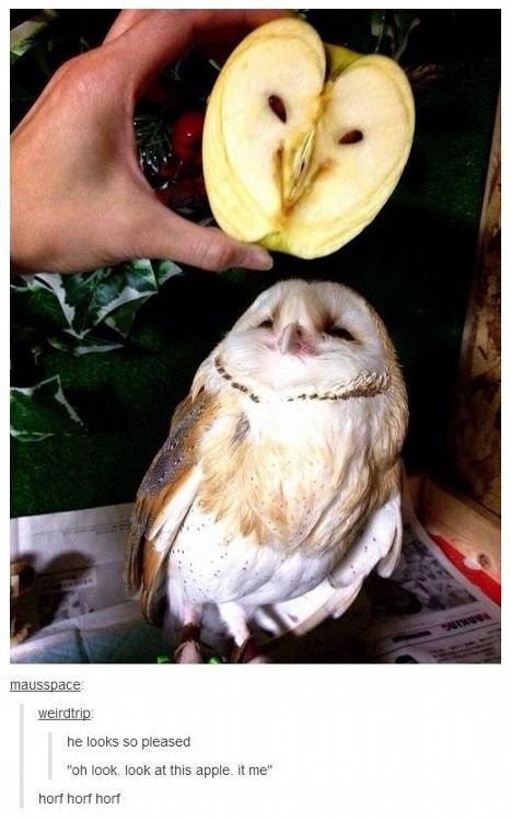 66209b92e45c2485d0d591ab4d41932e--funny-owls-funny-animals