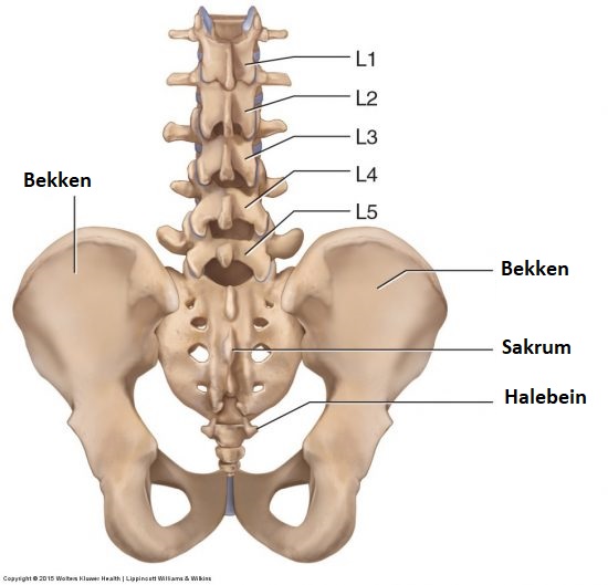 Korsryggens-Ryggvirvler-og-Ledd